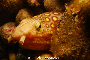 Napoleon snake eel, muck diving in South Sulawesi by Erich Reboucas 